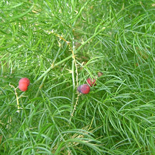 Wild Asparagus Plant - Shatavari.