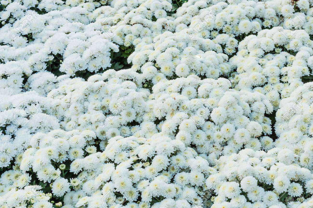 Shevanti, Chrysanthemum White Plant.