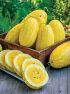Golden Watermelon Seed Balls - Just Throw & Grow