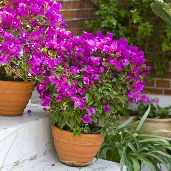 Bougainvillea Pink Plant.