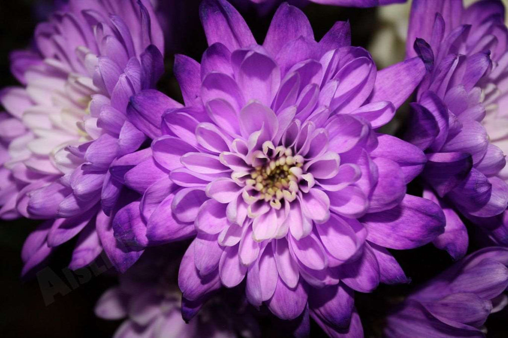 Shevanti, Chrysanthemum Purple Plant.