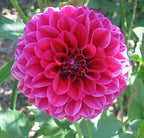 Dahlia Plant - Dahlia pinnata