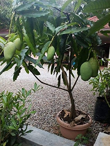 Grafted Sindhu Mango Plant.