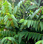 Multivitamin Plant - Thavasi Keerai.