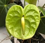 Anthurium Plant.