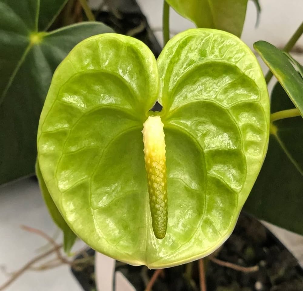 Anthurium Plant.