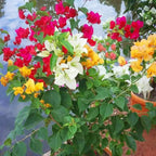 Multicolor Bougainvillea Plant