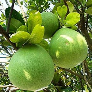 Grafted Pomelo - Pambalimas Fruit Plant.