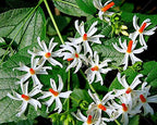 Coral Jasmine - Nyctanthes arbor-tristis Plant.