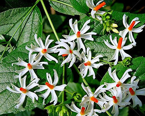 Coral Jasmine - Nyctanthes arbor-tristis Plant.