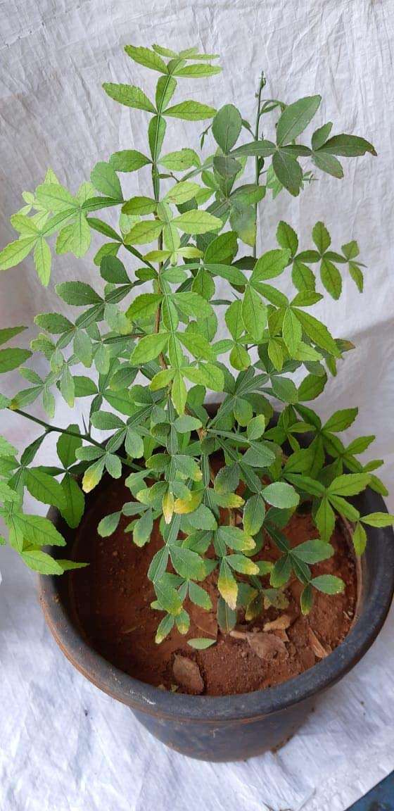 Maha Vilvam - Aegle marmelos - 9 leaf Bilva Plant.