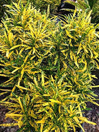 Croton Plant - Gold Dust Thin.