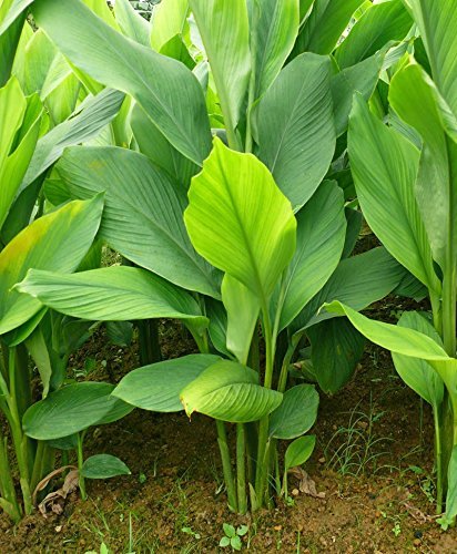 Turmeric Plant Haldi.