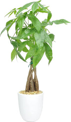 Feng Shui Money Tree Plant - Lucky Plant - Money Attracting Plant - Pilea Peperomiodes