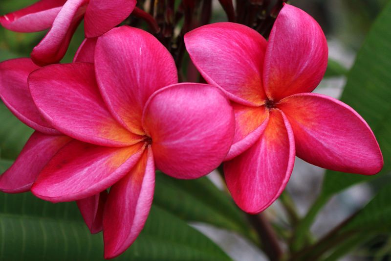Plumeria Pink Plant.