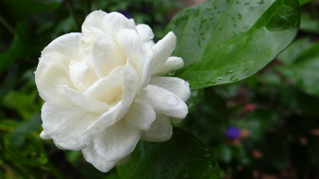 Mysore Jasmine - 10 Layered Jasmine Plant.