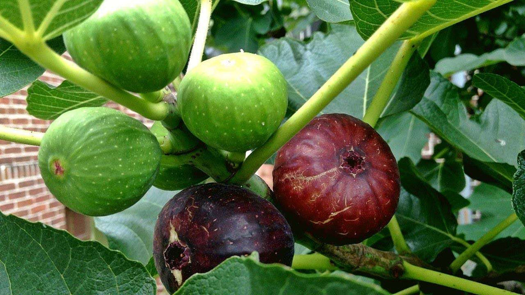 Grafted Anjeer Fig Fruit Plant.