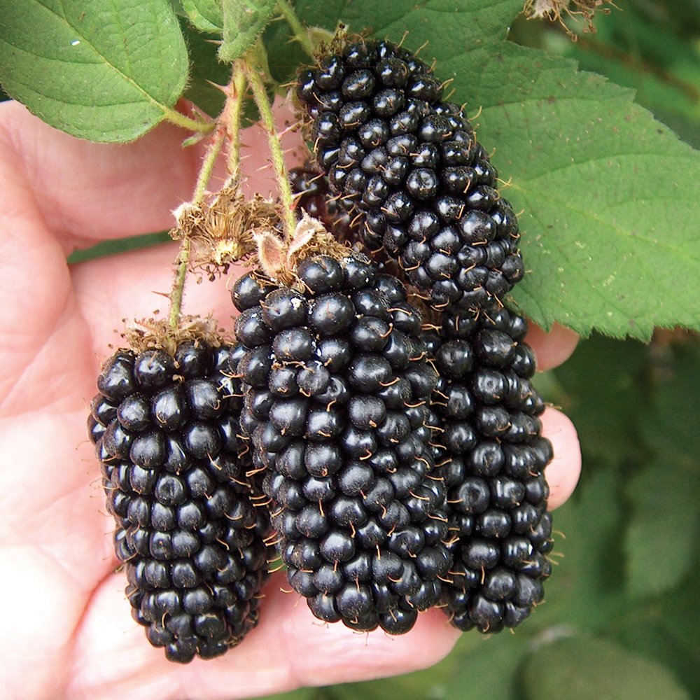 Grafted Blackberry Fruit Plant