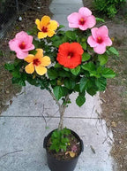 3 in 1 Color Hibiscus Plant