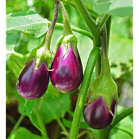 Brinjal Dark Purple Plant.