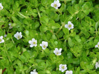 Brahmi Plant - Bacopa monnieri.