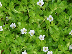 Brahmi Plant - Bacopa monnieri.