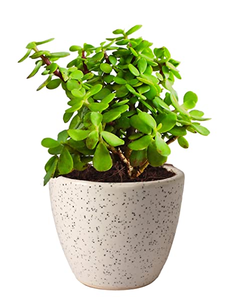 Jade Plant.