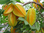 Grafted Star Fruit Plant.