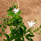 Winter Jasmine - Nithya Malli Plant.