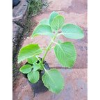 Karpooravalli - Coleus amboinicus Plant.