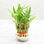 Lucky Bamboo - Two Layered Indoor Plant.
