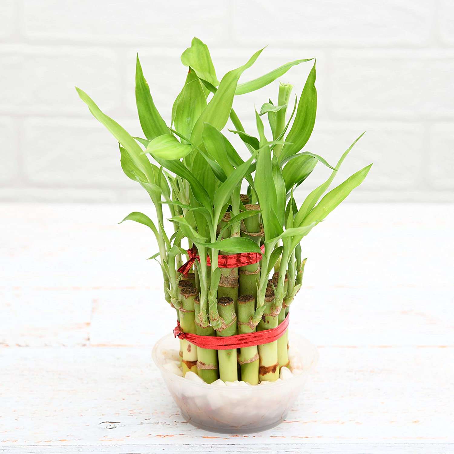 Lucky Bamboo - Two Layered Indoor Plant.