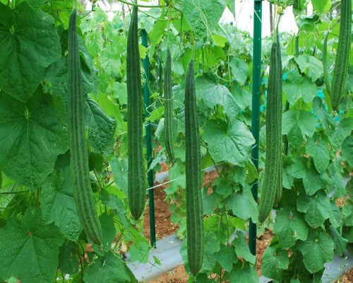 Ridge Gourd Seed Balls.