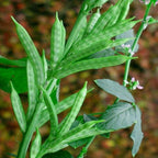 Cluster Beans Vegetable Seed Balls.