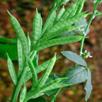 Mixed Vegetable Seed Balls.