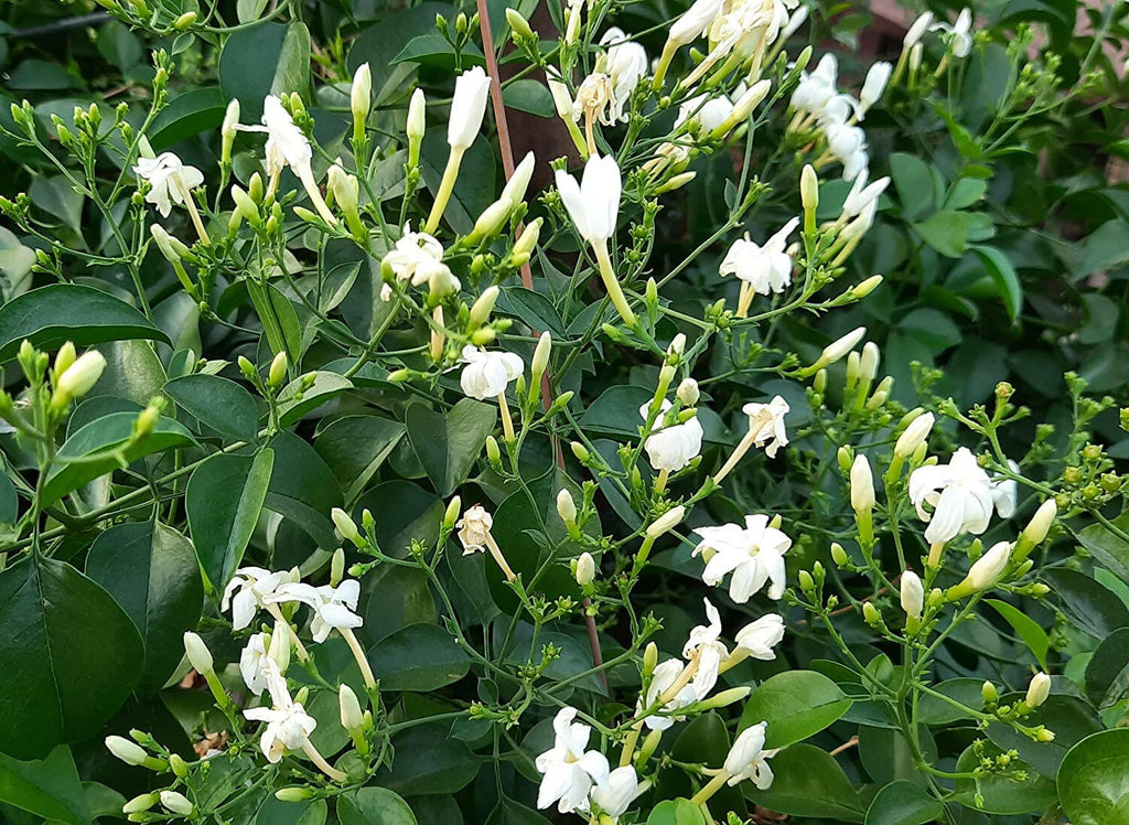 Winter Jasmine - Nithya Malli Plant.