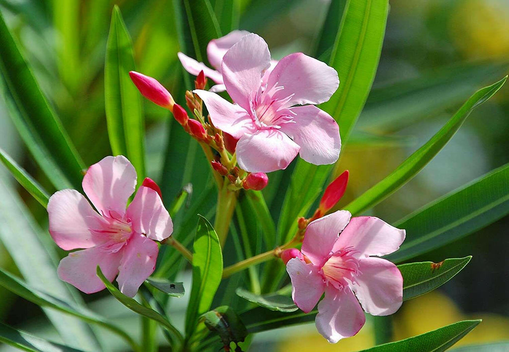 Pink Oleander Plant.