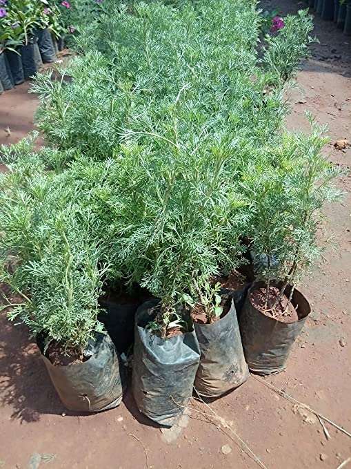 Origanum majorana - Marikolunthu - Sathra Plant.