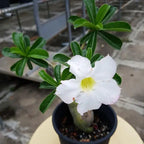 Adenium Plant.