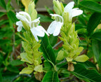 Justicia adhatoda - adhatoda - Malabar nut Plant.