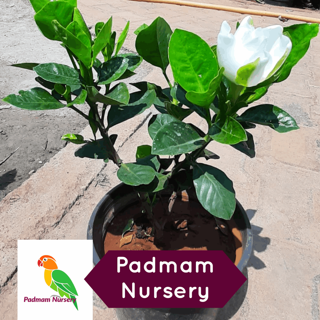 Hybrid Parijata - Harsingar Plant.