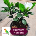 Hybrid Parijata - Harsingar Plant.