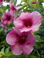 Allamanda Plant.