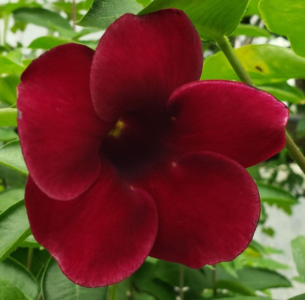 Allamanda Plant.