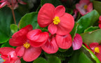 Begonia Red Plant.