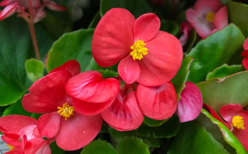 Begonia Red Plant.