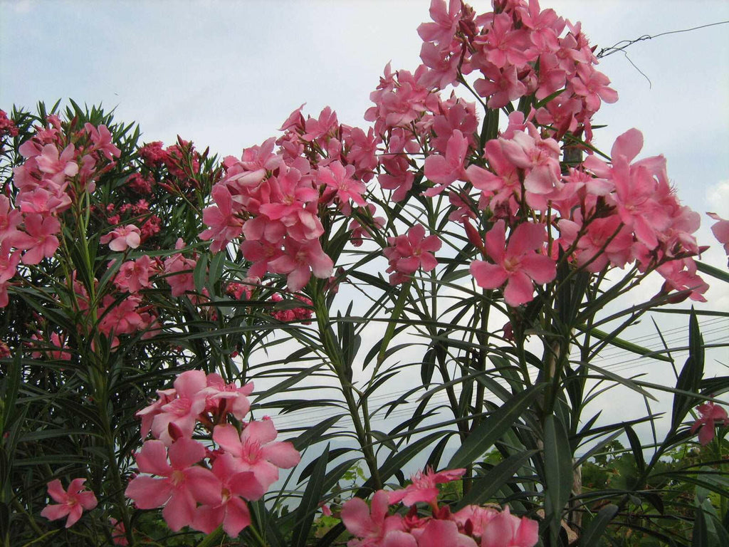 Pink Oleander Plant.
