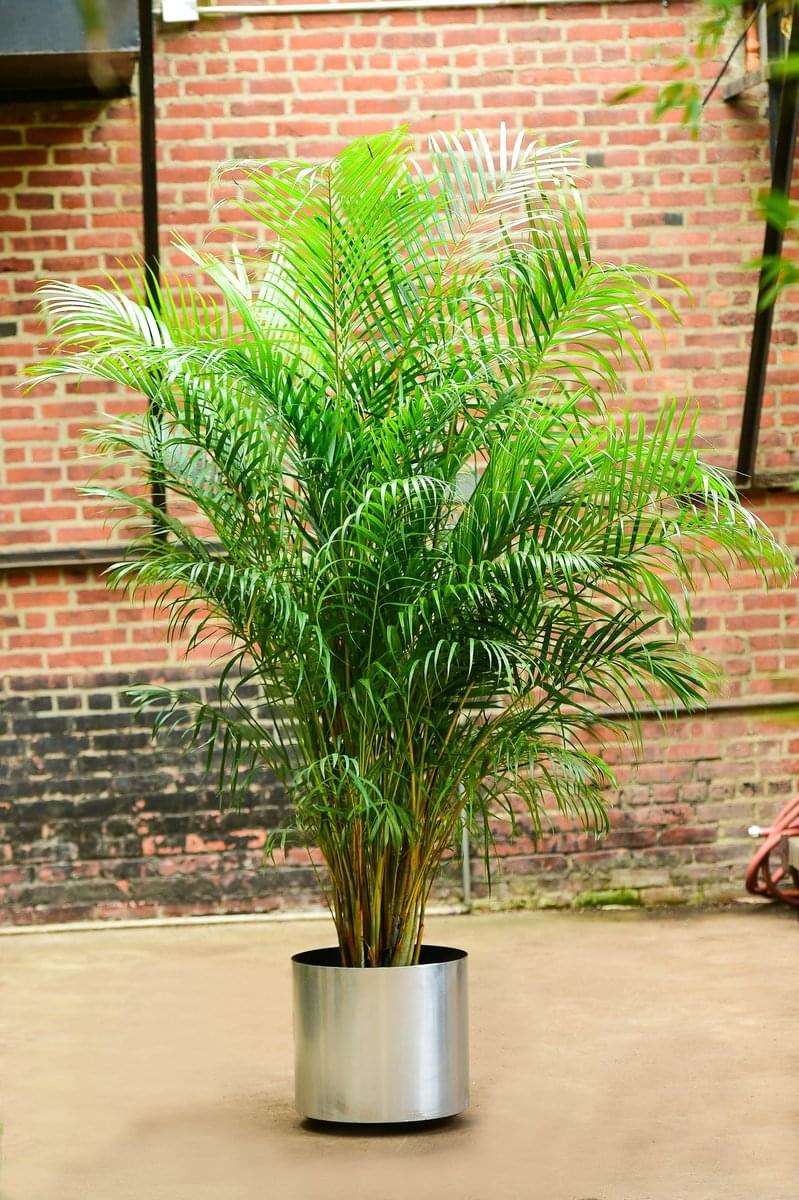 Areca Palm Plant Big.