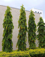 Ashoka Tree Sapling.