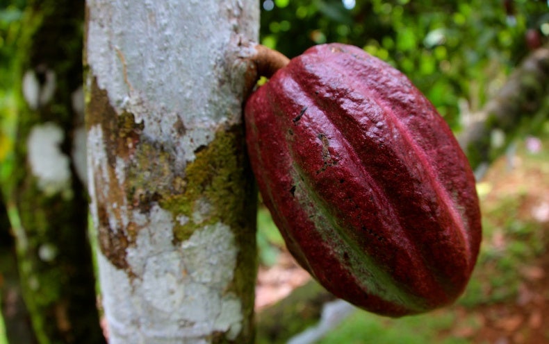 Grafted Chocolate Plant.